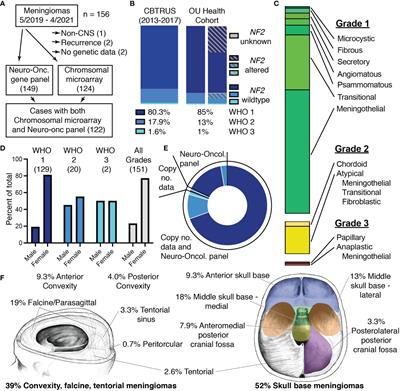 The Discrepancy Between Standard Histologic WHO Grading of Meningioma and Molecular Profile: A Single Institution Series